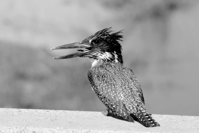 a bird with feathers on its face and some other birds in the background