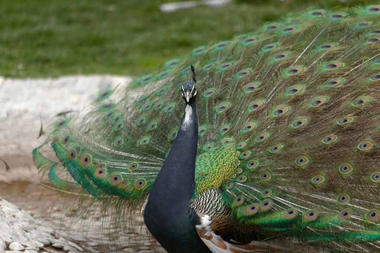 a bird with its feathers fully open next to some grass