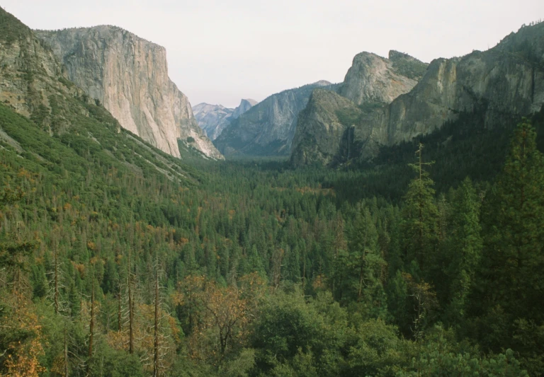 an alpine region with a pine covered forest