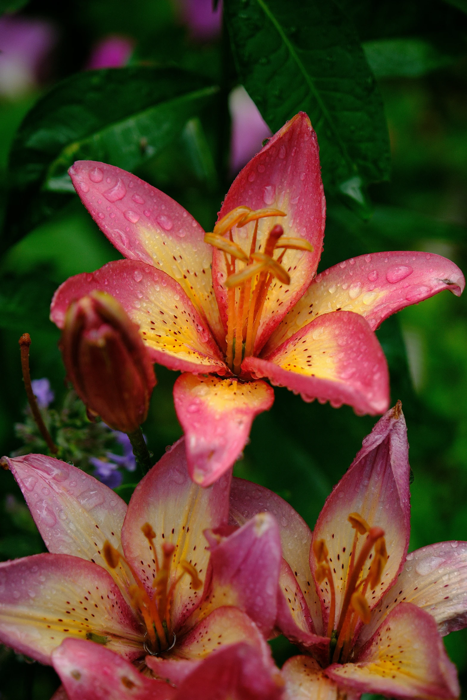 three pink and yellow flowers sitting in the middle of the day