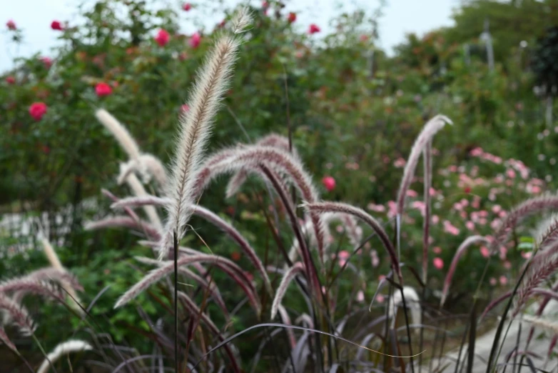 the flowers have very tall stalks with thin, thin ones