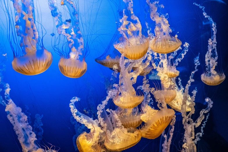 jellyfish in an aquarium and one of the most recognizable animals is a fish