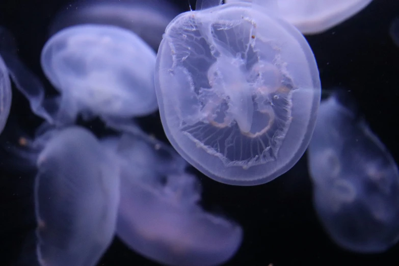 a small group of jellyfish swimming together