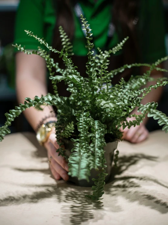 a person holding a potted plant over a table