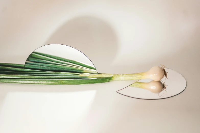 an onion and onion peel on a white plate