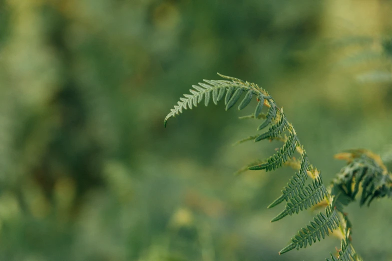 a fern is pictured through the nches of a tree