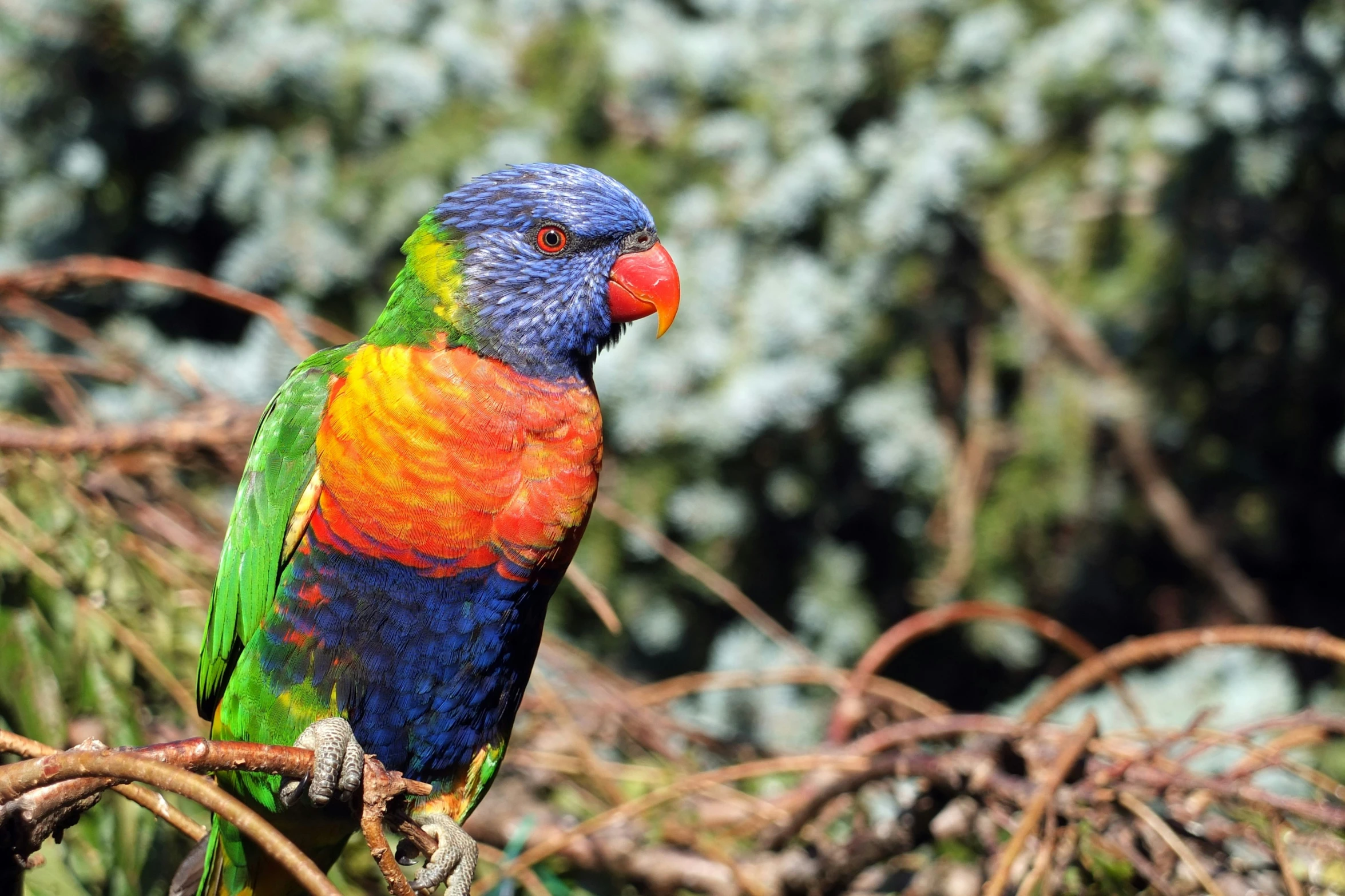 rainbow colored parrot sitting on tree limb looking intently