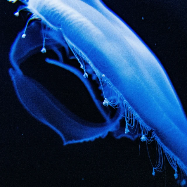 a very large blue jelly fish in some water
