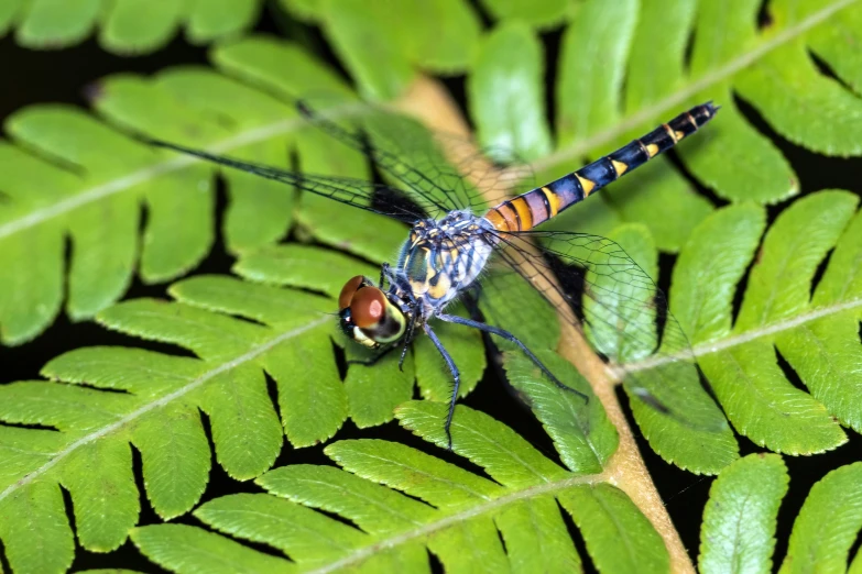 two large dragonflies sitting on the leaves