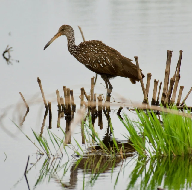 the bird is wading in the water by the fence posts