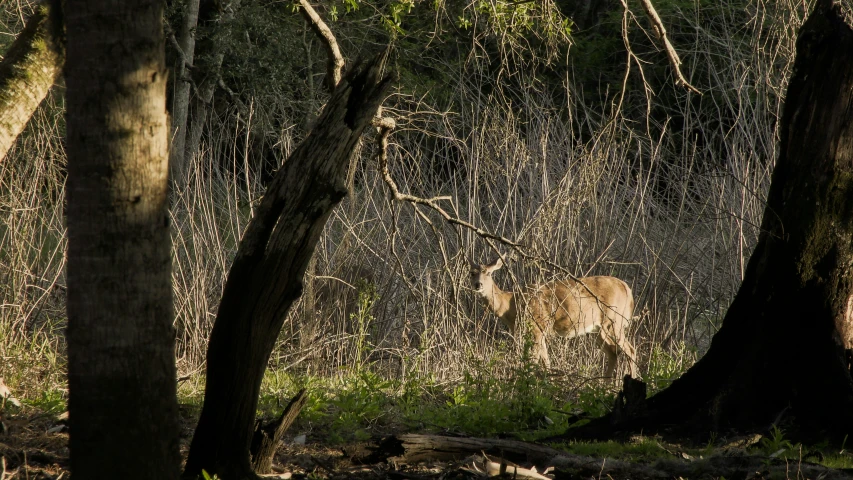 a single animal is walking through the woods