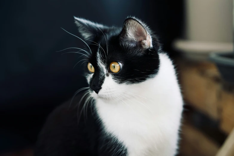 a black and white cat stares at the camera