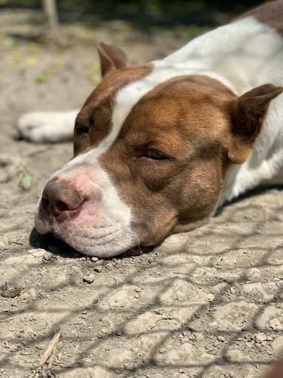 a brown and white dog laying on the ground