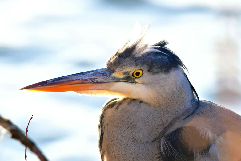 this bird has an orange beak and a white head