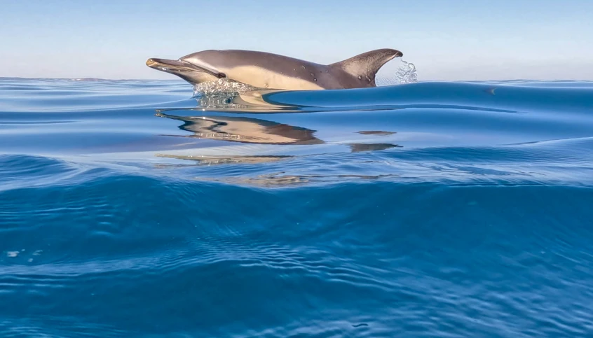 a dolphin swimming in the water on a sunny day