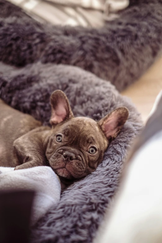 a small puppy is laying down on a blanket