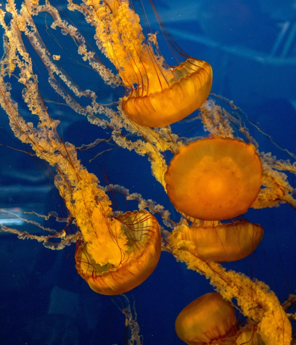 some sea animals are swimming with jellyfish