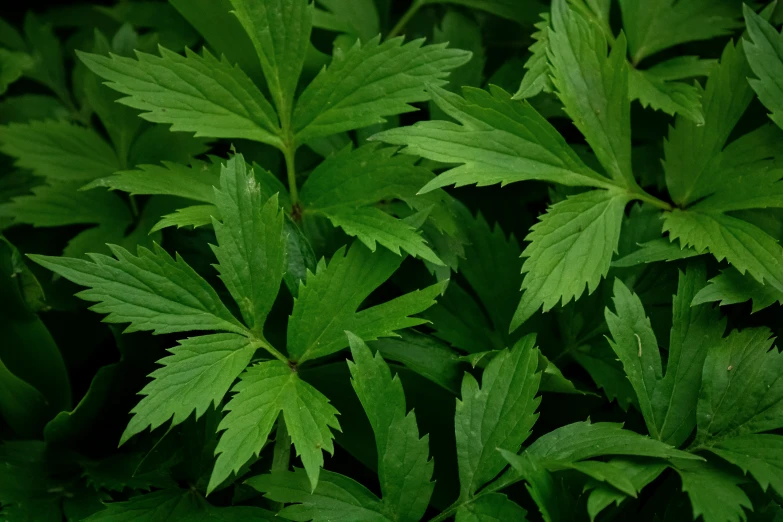 green plants with long leaves growing on them