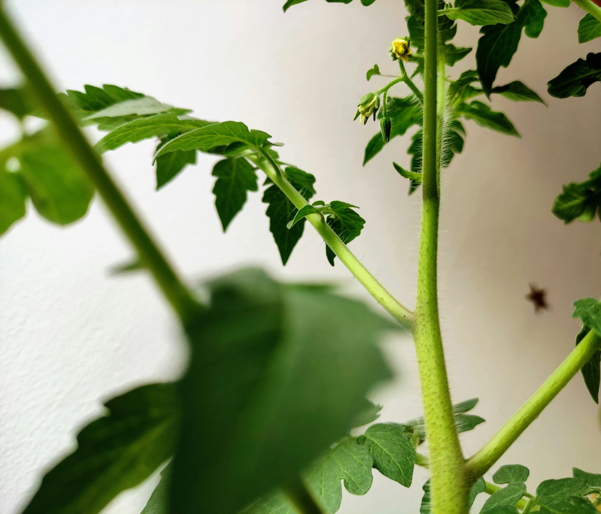 there is a close up view of a plant with green leaves