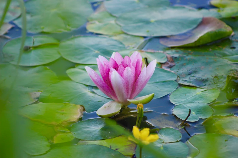 a flower sits on the top of some lily pad