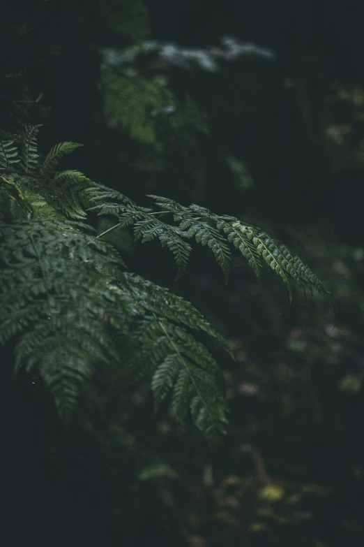 closeup of leaves and plants outside in dark night