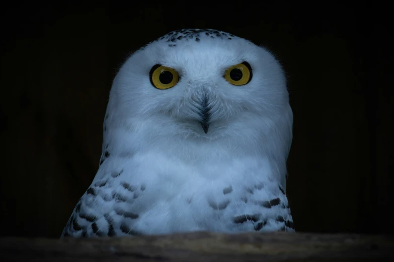 a white owl with yellow eyes staring at the camera