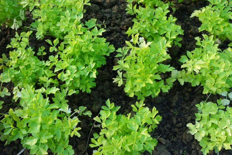 an image of closeup of a garden vegetable field