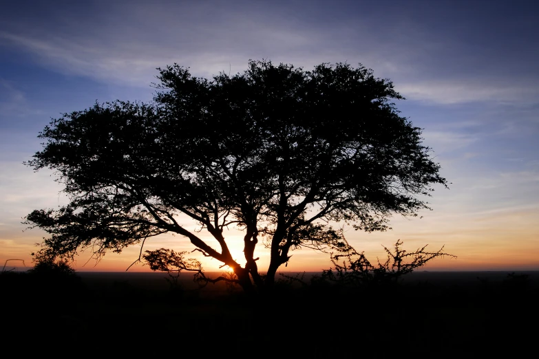 a tree sitting in front of a blue and white sky