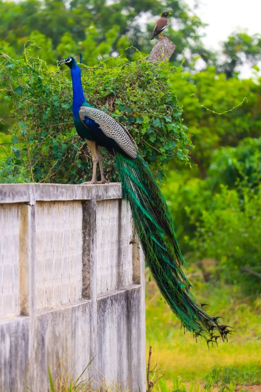 a large bird with long, green feathers standing on a fence