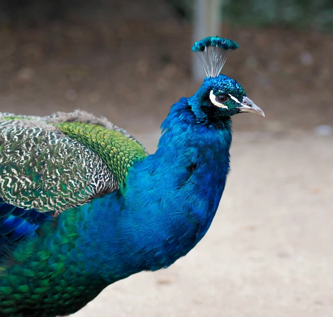 a close - up po of the back of a peacock with feathers showing