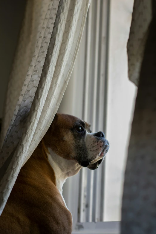 a dog that is looking out the window