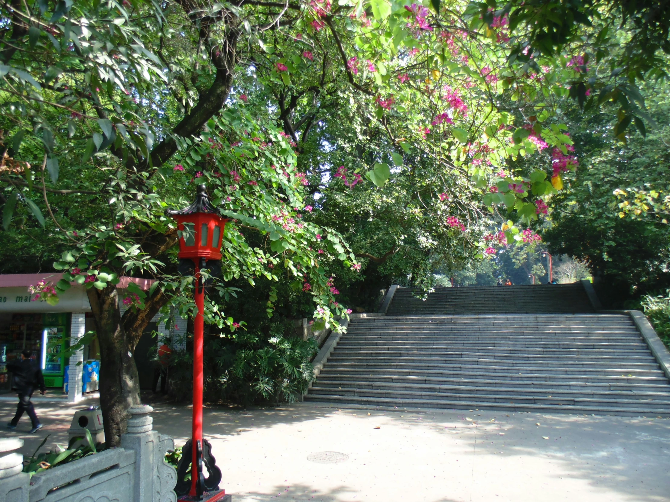 a staircase lined with trees next to a forest