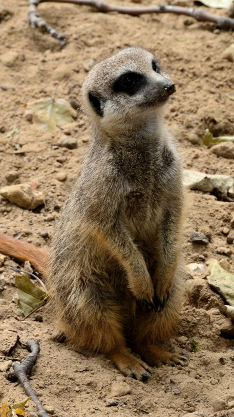 a small wild animal standing upright on a sandy ground