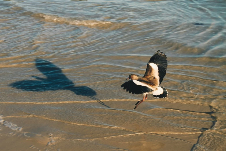 a bird flying by the sea shore casting a shadow