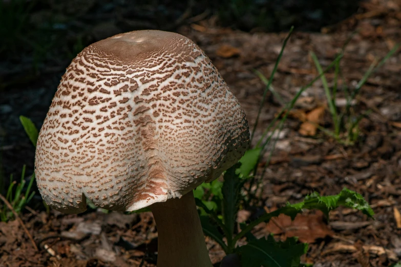 close up of a mushroom on the ground