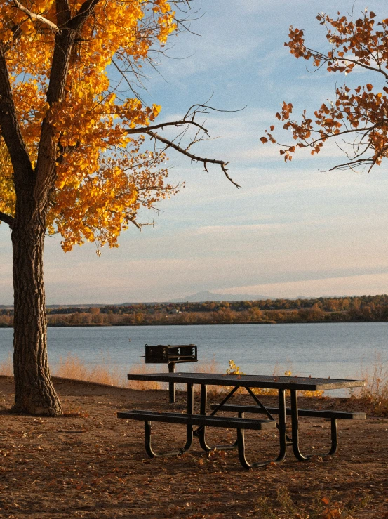 a tree in front of a body of water