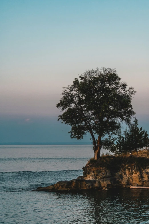 there is a tree that can be seen from the other side of the body of water