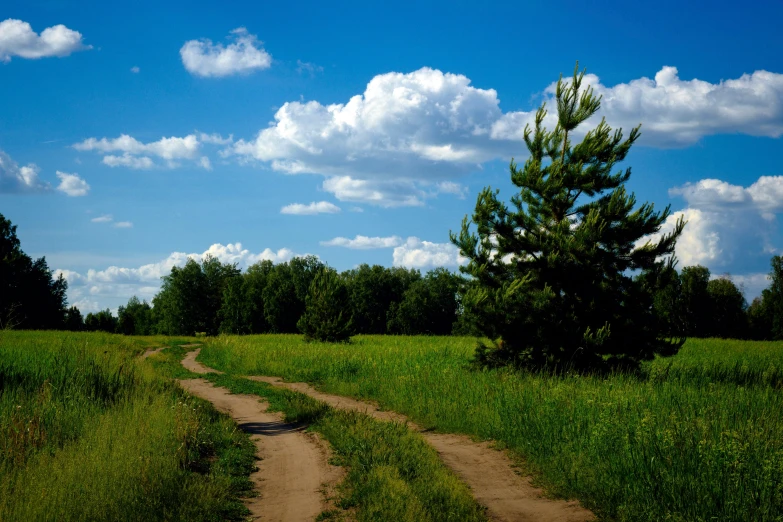 a dirt trail runs through the grass toward the forest