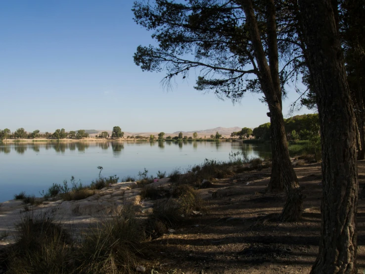 trees are lined on the shore line near a lake