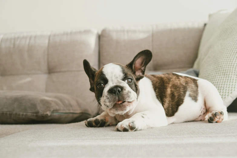 a brown and white dog laying on a couch