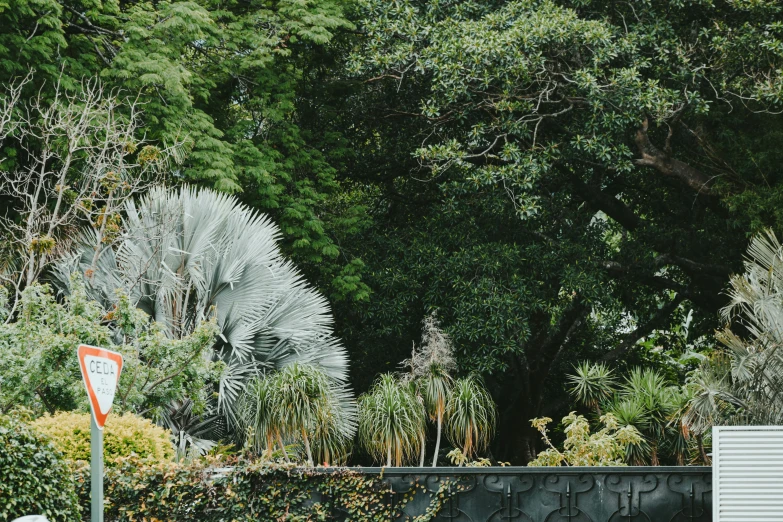 the fence of the front yard shows that it is covered in various vegetation