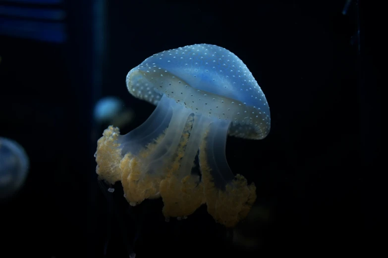 jellyfish with yellow hair and green tentacles at night