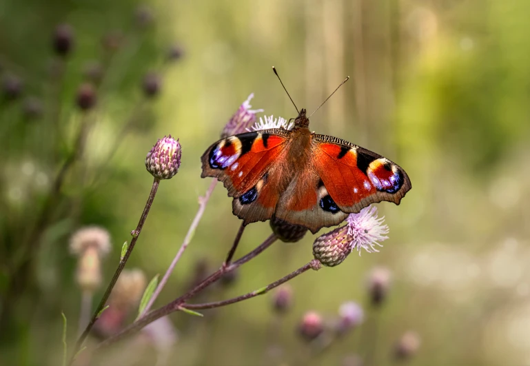 a red erfly sits on some pink flowers