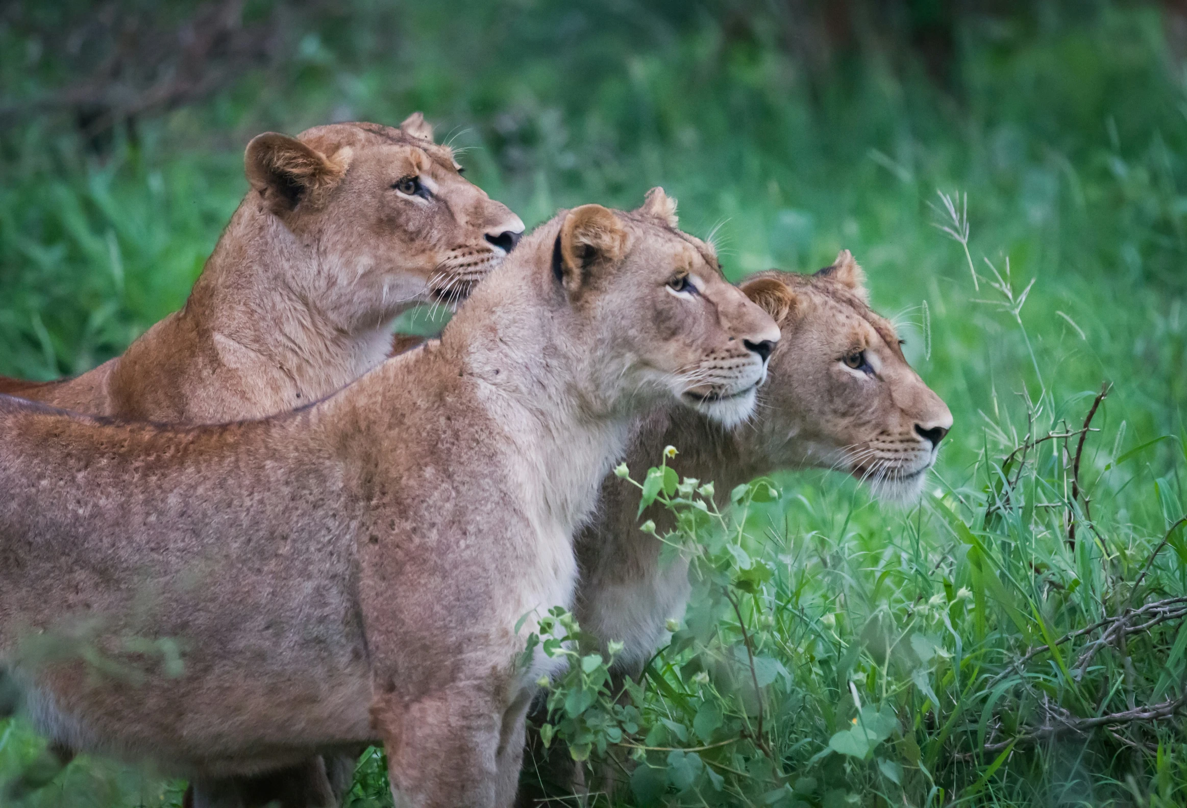 three adult lions are on the grass in the field