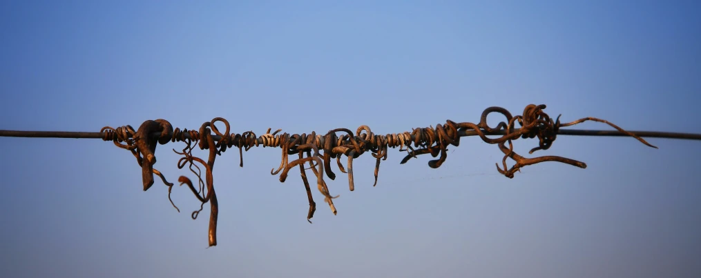 a group of strange nches hanging from a wire