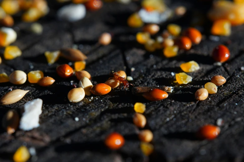 many different types of corn seeds on a floor