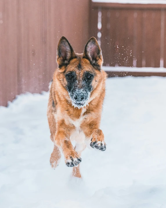 a dog in the snow near a house