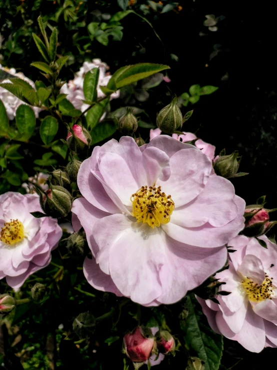 many pink flowers are in a large bush