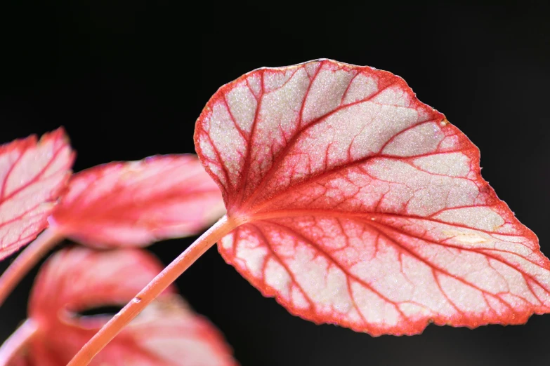 a close up of the side of a plant's leaves