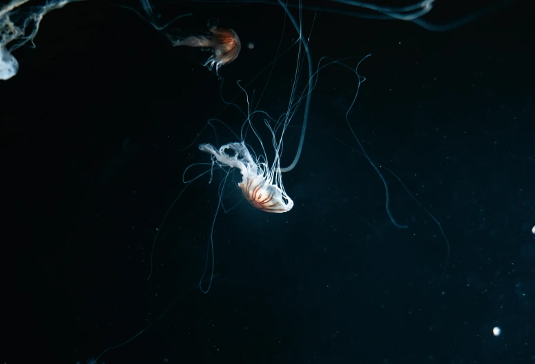 a pair of jelly fish swim in a dark underwater pool